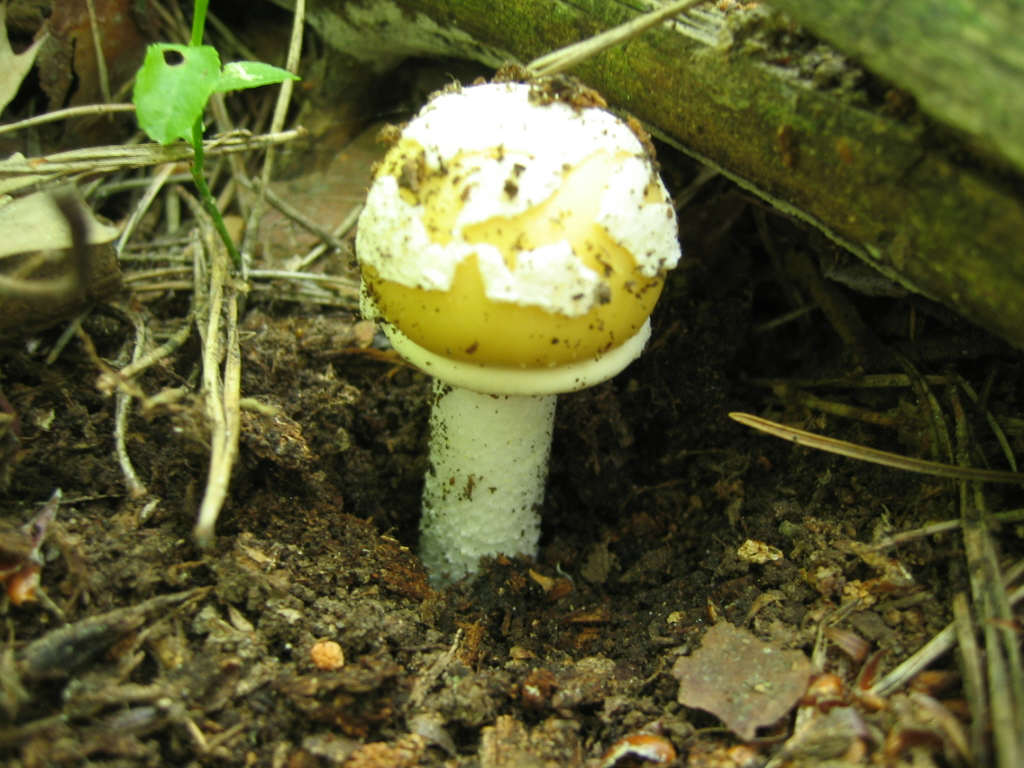 2005 :  Un anno di funghi
